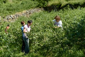 Piccoli Frutti Valposchiavo